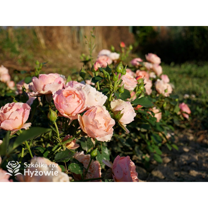 Perfume Fashion™ - Róże Rabatowe - 