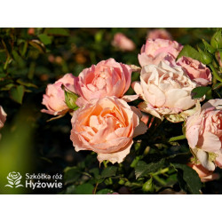 Perfume Fashion™ - Róże Rabatowe - 