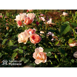 Perfume Fashion™ - Róże Rabatowe - 