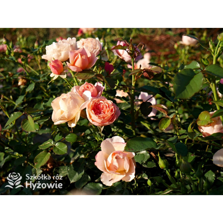 Perfume Fashion™ - Róże Rabatowe - 