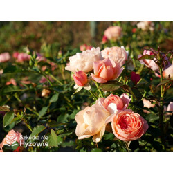 Perfume Fashion™ - Róże Rabatowe - 