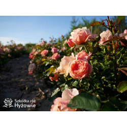 Perfume Fashion™ - Róże Rabatowe - 