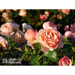 Perfume Fashion™ - Róże Rabatowe - 