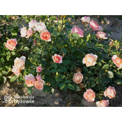 Perfume Fashion™ - Róże Rabatowe - 