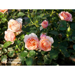 Perfume Fashion™ - Róże Rabatowe - 