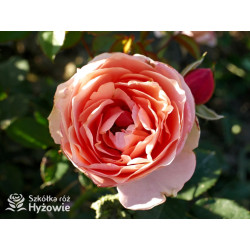 Perfume Fashion™ - Róże Rabatowe - 