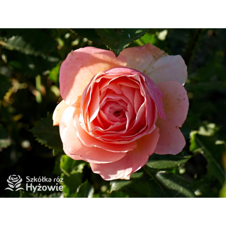 Perfume Fashion™ - Róże Rabatowe - 