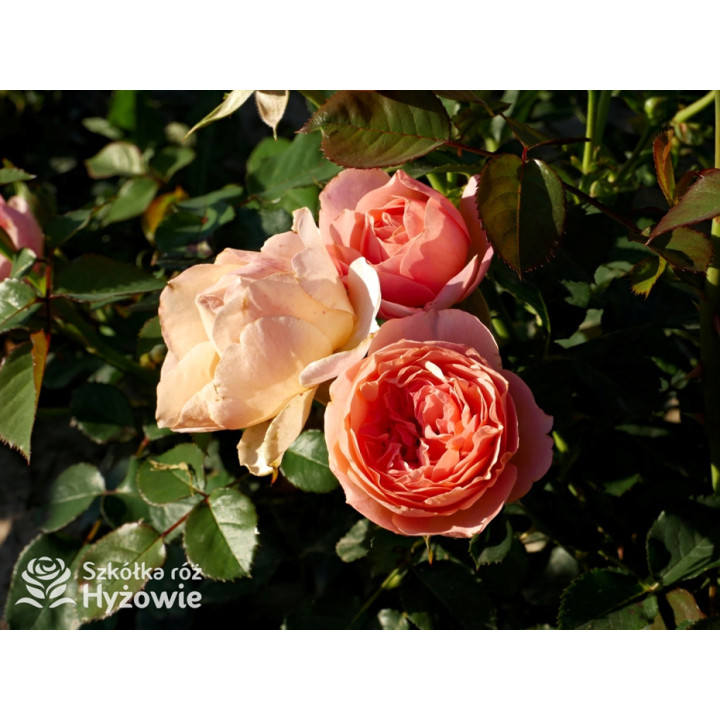 Perfume Fashion™ - Róże Rabatowe - 