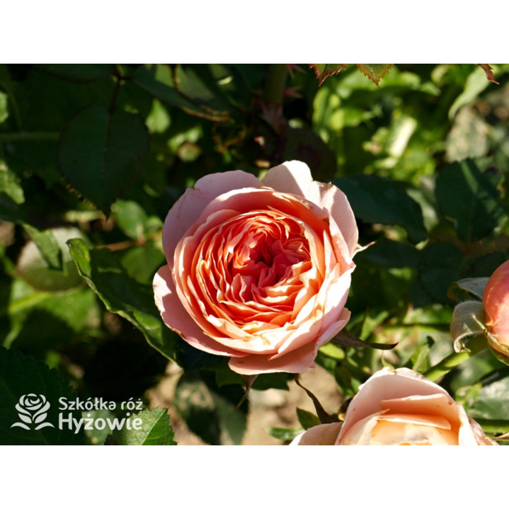 Perfume Fashion™ - Róże Rabatowe - 