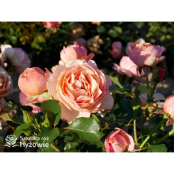 Perfume Fashion™ - Róże Rabatowe - 