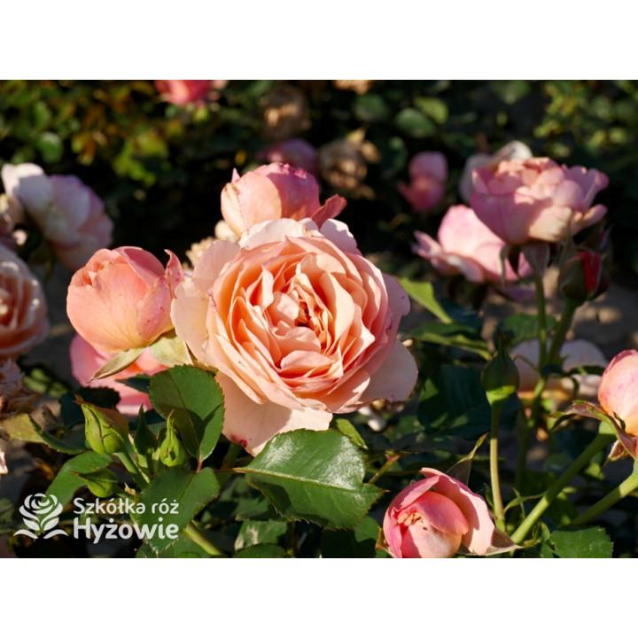 Perfume Fashion™ - Róże Rabatowe - 