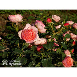 Perfume Fashion™ - Róże Rabatowe - 