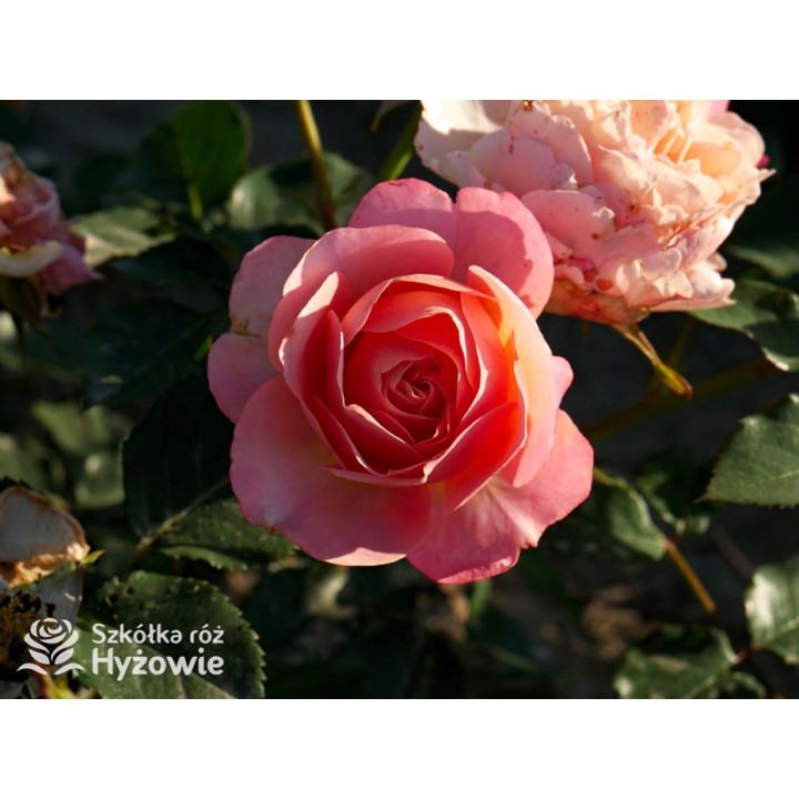 Perfume Fashion™ - Róże Rabatowe - 