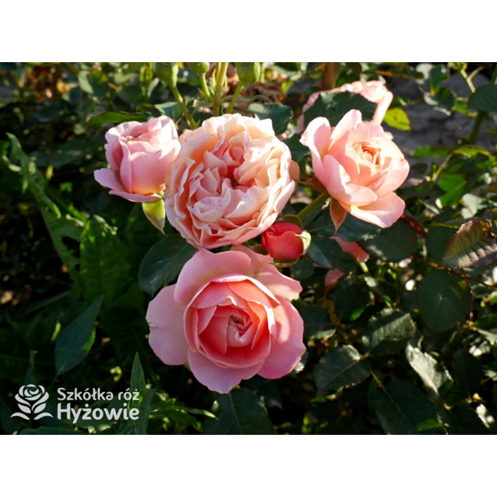 Perfume Fashion™ - Róże Rabatowe - 