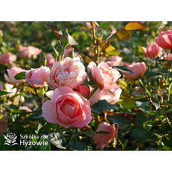 Perfume Fashion™ - Róże Rabatowe - 