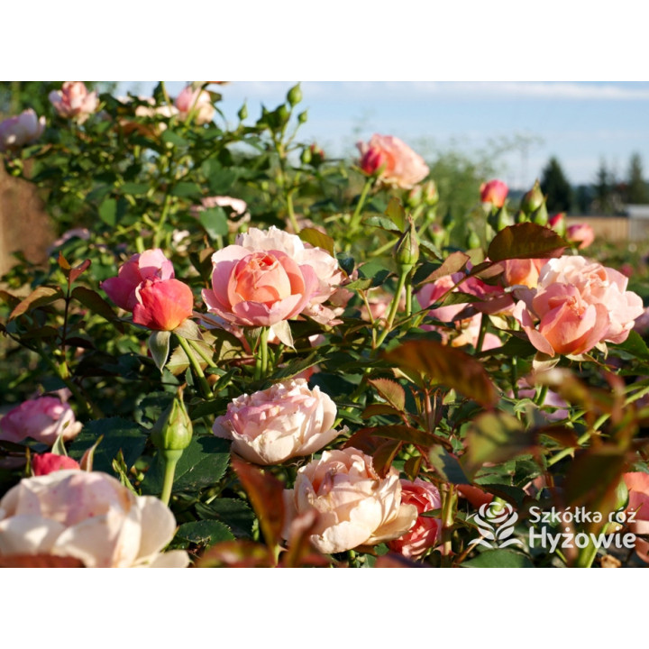 Perfume Fashion™ - Róże Rabatowe - 