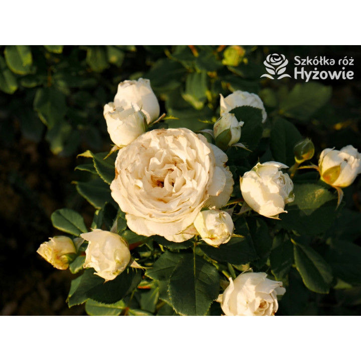 Pearl Vaza™ - Róże Rabatowe - 