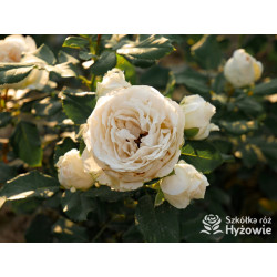 Pearl Vaza™ - Róże Rabatowe - 