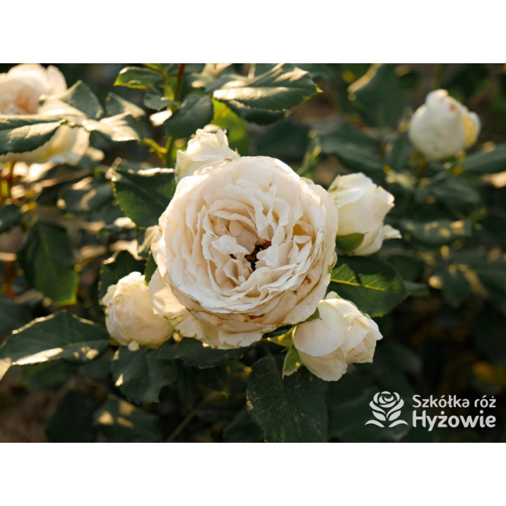 Pearl Vaza™ - Róże Rabatowe - 