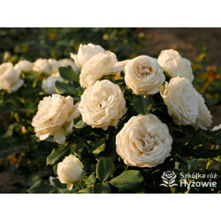 Pearl Vaza™ - Róże Rabatowe - 