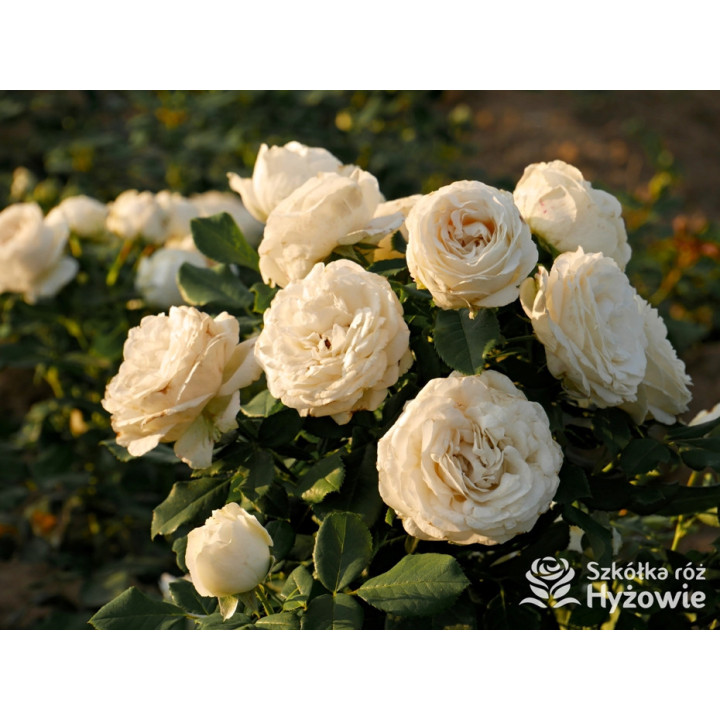 Pearl Vaza™ - Róże Rabatowe - 