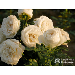 Pearl Vaza™ - Róże Rabatowe - 