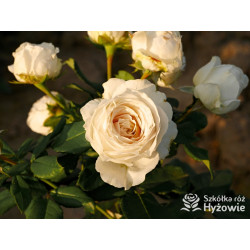 Pearl Vaza™ - Róże Rabatowe - 