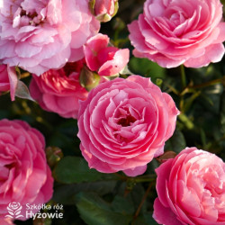 Penelope Lively™ (Ausb18a15) - David Austin® Róże Angielskie -