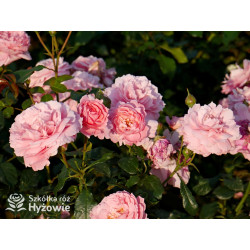 Penelope Lively™ (Ausb18a15) - David Austin® Róże Angielskie - 