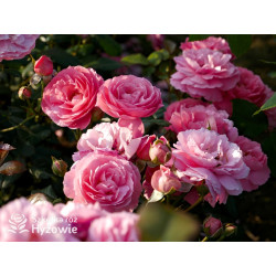 Penelope Lively™ (Ausb18a15) - David Austin® Róże Angielskie - 