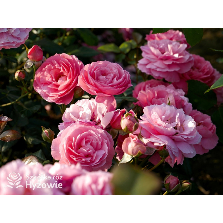 Penelope Lively™ (Ausb18a15) - David Austin® Róże Angielskie - 