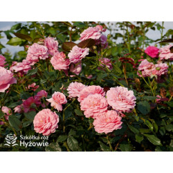 Penelope Lively™ (Ausb18a15) - David Austin® Róże Angielskie - 