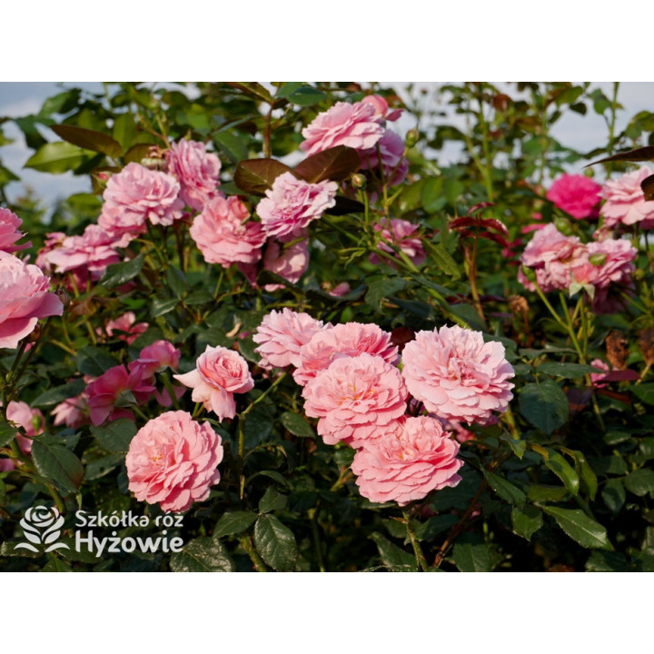 Penelope Lively™ (Ausb18a15) - David Austin® Róże Angielskie - 