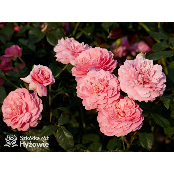 Penelope Lively™ (Ausb18a15) - David Austin® Róże Angielskie - 