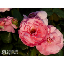 Penelope Lively™ (Ausb18a15) - David Austin® Róże Angielskie - 