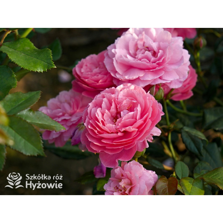 Penelope Lively™ (Ausb18a15) - David Austin® Róże Angielskie - 