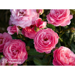 Penelope Lively™ (Ausb18a15) - David Austin® Róże Angielskie - 