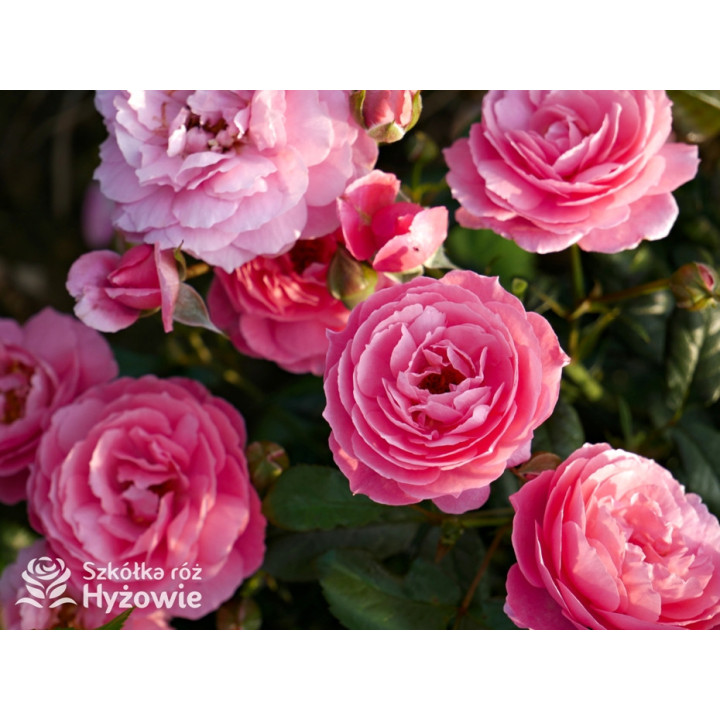 Penelope Lively™ (Ausb18a15) - David Austin® Róże Angielskie - 