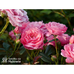 Penelope Lively™ (Ausb18a15) - David Austin® Róże Angielskie - 