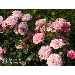 Penelope Lively™ (Ausb18a15) - David Austin® Róże Angielskie - 