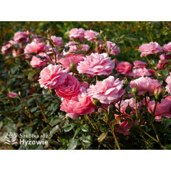 Penelope Lively™ (Ausb18a15) - David Austin® Róże Angielskie - 