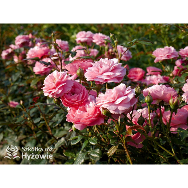 Penelope Lively™ (Ausb18a15) - David Austin® Róże Angielskie - 