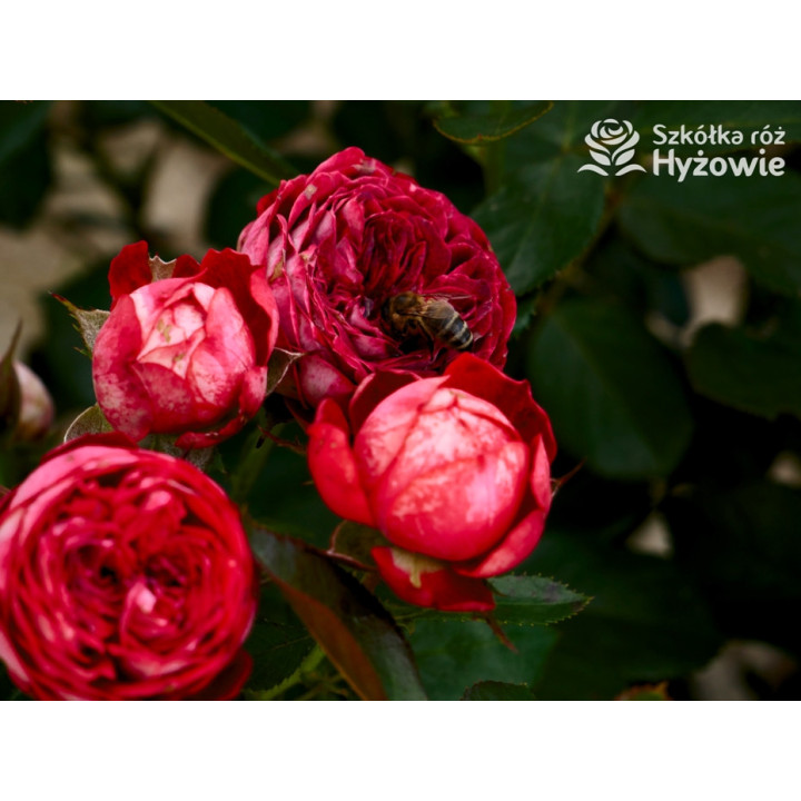 Pompeji® - Róże Miniaturowe - 