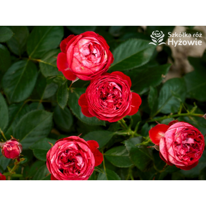 Pompeji® - Róże Miniaturowe - 