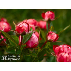 Pompeji® - Róże Miniaturowe - 