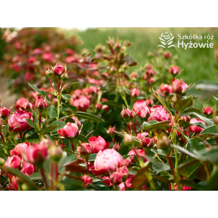 Pompeji® - Róże Miniaturowe - 