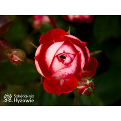 Pompeji® - Róże Miniaturowe - 