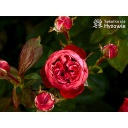 Pompeji® - Róże Miniaturowe - 