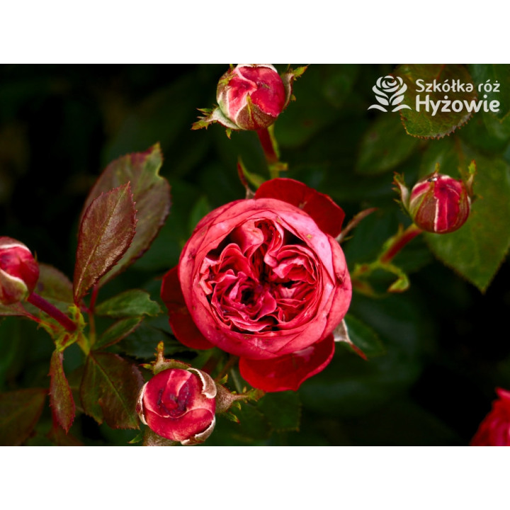 Pompeji® - Róże Miniaturowe - 