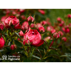 Pompeji® - Róże Miniaturowe - 